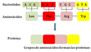 Vacunas, elementos químicos del ADN