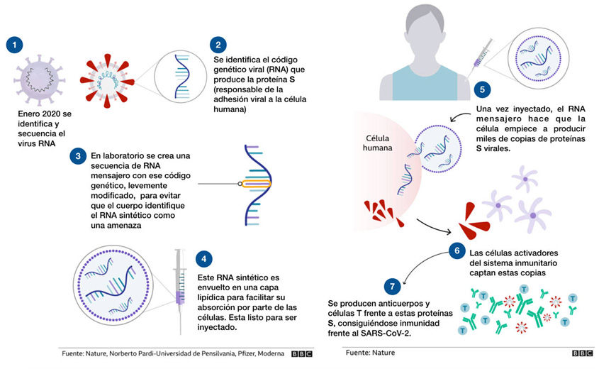 Uso del RNA en la lucha contra el virus COVID-19